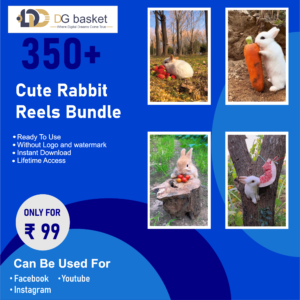 Cute Rabbit Reels Bundle 350+