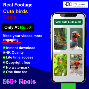 Cute Birds Reels Bundle 560+