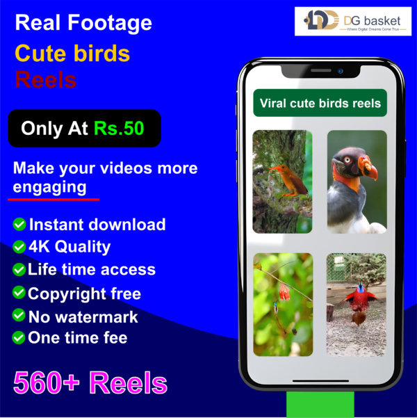 Cute Birds Reels Bundle 560+