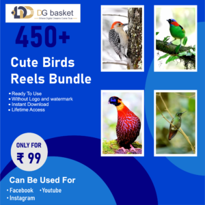 Cute Birds Reels Bundle 450+