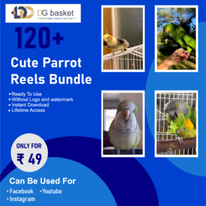 Cute Parrot Reels Bundle 120+