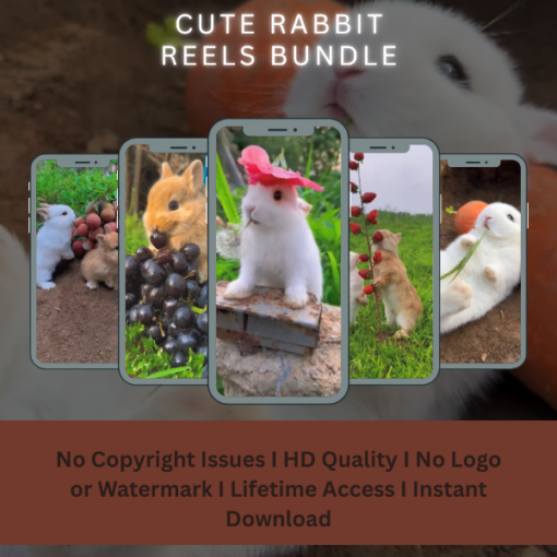 Cute rabbit reels bundle