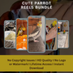 Cute parrot reels bundle