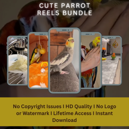 Cute parrot reels bundle