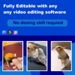 Cute parrot reels bundle - Image 3