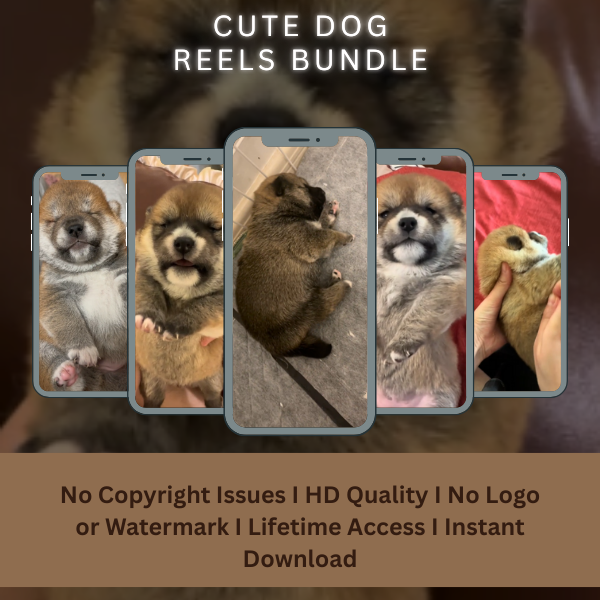 cute dog reels bundel